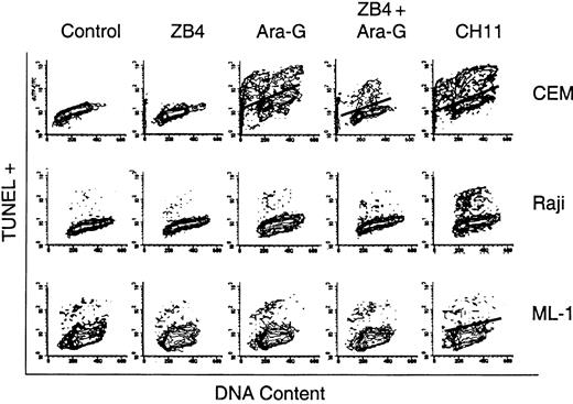 Figure 6. The effect of Fas antagonist ZB4 and Fas agonist CH11 antibodies on ara-G–mediated cell death. Exponentially growing cultures of CEM (upper panels), Raji (middle panels), and ML-1 (lower panels) were either untreated or treated with ZB4, the Fas antagonist antibody; ara-G; ZB4 for 1 hour followed by ara-G; or CH-11, the Fas agonist antibody. Cells were analyzed by flow cytometry for TUNEL positivity and their cell cycle profile.