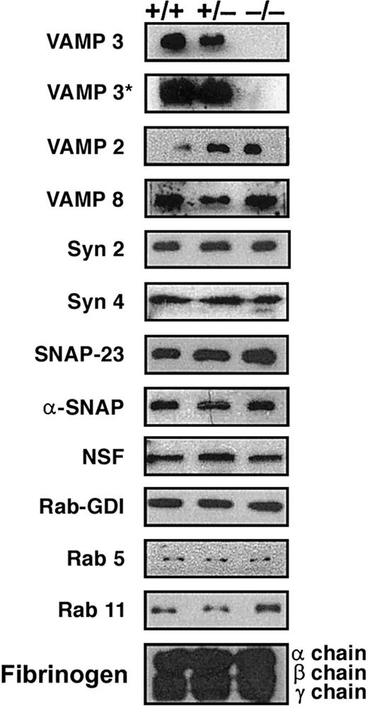 Figure 1. Secretory machinery in mouse platelets. Platelets were collected from platelet-rich plasma (PRP) and washed twice in Tyrode buffer with 0.18% sodium citrate. During the final wash, platelets were counted and resuspended to a concentration of 1.0 × 107/μL in 2 × SDS-PAGE sample buffer containing 1 mM EDTA, 2 × complete EDTA-free protease inhibitor, 300 μM calpeptin, 100 μM caspase 3 inhibitor, and 100 μM cathepsin inhibitor. Platelet equivalents (5.0 × 107 per lane) were loaded and analyzed by Western blotting with antibodies to the indicated proteins. The blots labeled VAMP 3 and VAMP 3* were exposed for 5 minutes and 5 hours, respectively.
