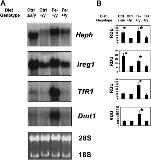 Figure 2. Heph and Ireg1 expression is responsive to systemic rather than local iron levels. (A) Northern blot analysis of enterocytes from sla mice fed control diet (sla) and C57BL/6J mice fed control (Ctrl), iron-deficient (Fe–), or iron-overload (Fe+) diets for 6 months. Blots were sequentially hybridized to probes for Heph, Ireg1, TfR, and Dmt1. The 18S rRNA band was used as a loading control. (B) Relative mRNA levels of Heph, Ireg1, TfR1, and Dmt1 were quantified using NIH Image and densitometry values normalized to values obtained for 18S. Data are means ± SD as percent control from 5 independent experiments. *P < .05 versus control.