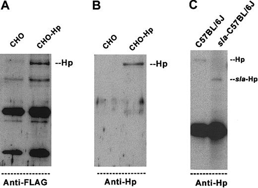 Figure 3. Antiserum to Hp is specific and identifies Hephaestin protein in C57BL/6J and sla mice. (A-B) A full-length mouse Hp cDNA containing a C-terminal FLAG tag was transiently transfected into CHO cells (CHO-Hp). After 48 hours, clarified cell lysates were collected and used for immunoprecipitations with the monoclonal anti-FLAG antibody. Immunoprecipitates were separated by SDS-PAGE and blotted onto nitrocellulose. The blots were probed with anti-FLAG (A) or anti-Hp (B). (C) Enterocyte extracts from C57BL/6J mice and sla mice were used for immunoprecipitations with the anti-Hp antibody. Immunoprecipitates were separated by SDS-PAGE, blotted, and probed with the anti-Hp antibody. An Mr 155 000 protein is present in the C57BL/6J, whereas an Mr 130 000 protein is present in the sla mice. Because less Hp protein is present in the sla mouse, we loaded 5 times more immunoprecipitate from the sla mouse to visualize the protein.