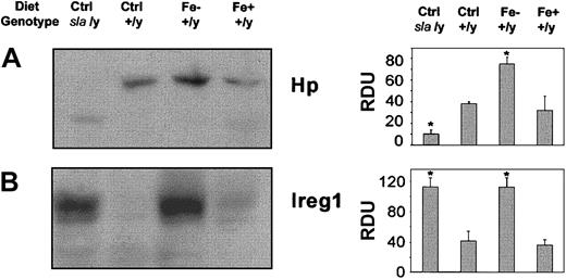 Figure 4. Ireg1 protein levels are increased in sla mice and Hp and Ireg1 protein levels are increased in iron-deficient wild-type mice. Western blot analysis of enterocytes from sla mice fed control diet and C57BL/6J mice fed control (Ctrl), iron-deficient (Fe–), or iron-overload (Fe+) diets for 6 months. Enterocyte lysates were probed with antibodies directed against Hp (A) or Ireg1 (B, loading unboiled protein samples). Relative protein levels were quantified using NIH Image. Data are means ± SDs as percent control from 5 independent experiments. *P < .05 versus control. RDU indicates relative densitometric units.
