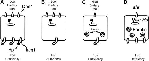 Figure 5. A model for local and systemic control of intestinal iron transport. (A) Low dietary iron and systemic iron deficiency lead to up-regulation of DMT1 protein levels, which increases the capacity of the enterocyte for dietary iron uptake. Similarly, increased Ireg1 and Hephaestin protein expression increases the capacity of the enterocyte for the transit of iron to plasma. (B) Low dietary iron with sufficient systemic iron stores leads to increased DMT1 expression, whereas Ireg1 and Hephaestin protein levels are decreased, which may represent a muscosal block to iron absorption. (C) High dietary iron and sufficient iron stores result in decreased levels of DMT1, Ireg1, and Hephaestin protein and minimal iron absorption. (D) In enterocytes from the sla mouse, impaired basolateral transport due to a defect in Hephaestin leads to iron accumulation. Iron accumulation in sla enterocytes leads to decreased uptake of dietary iron through decreased DMT1 mRNA and protein levels. Despite intracellular iron accumulation, Ireg1 mRNA and protein levels are increased, likely in response to systemic signals of iron deficiency.