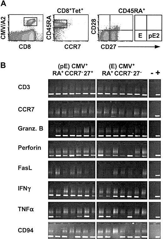 Figure 5. Most of CMV-specific CD8+ T cells are found among pE2 and effector subsets. (A) Phenotypic analysis of purified CD8+ T cells from a healthy CMV carrier following staining with CMV multimers and the indicated mAbs. (B) Gene expression analysis on sorted RA+CCR7–27+ (pE) and RA+CCR7–27– (E) CMV+ T-cell subsets by RT-PCR. The same set of primers as described in Figure 2B was used. Data from 7 independent 5-cell aliquots are shown. The phenotype as well as the pattern of gene expression of these CMV-specific T cells was stable over an interval of 8 months. The (–) indicates negative and (+) positive controls.