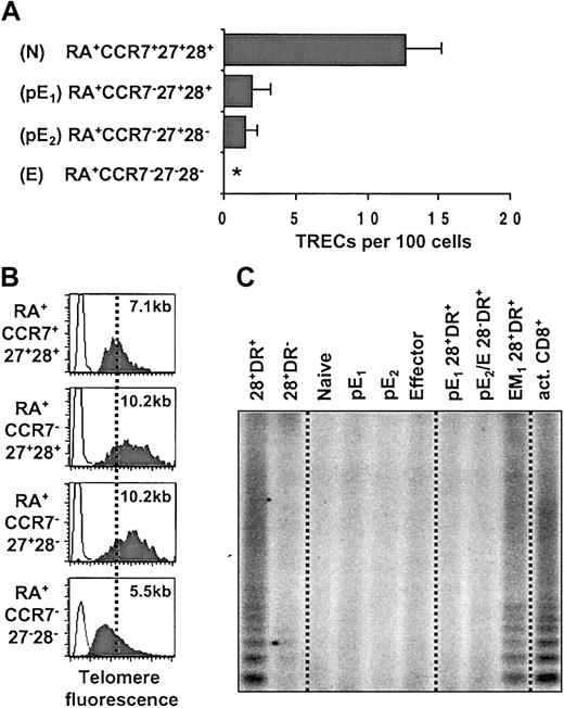 Figure 6. Both pE CD8+ T subsets display the same distinctive replicative history. (A) Real-time PCR quantification of TRECs was performed on sorted RA+CCR7+27+28+ (N), RA+CCR7–27+28+ (pE1), RA+CCR7–27+28– (pE2), and RA+CCR7–27–28– (E) CD8 subsets from 4 healthy individuals (< 35 years old). Asterisk indicates not detectable (sorted cell number was 105, lower quantification limit = 0.01%). (B) Telomere fluorescence analysis in sorted N, pE1, pE2, and E CD8+ T cells. The telomere fluorescence was converted to kilobase as described in “Materials and methods.” (C) Telomerase activity in cell extracts of sorted 28+DR+, 28+DR–, N, pE1, pE2, E, pE1 (28+DR+), pE2 + E (28–DR+), and EM1 (28+DR+) CD8+ T cells. As positive control, we used cell extracts of in vitro PHA-activated CD8+ T cell (act. CD8+). Data are representative of 4 healthy individuals.