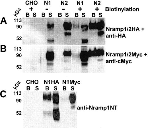 Figure 2. Cell-surface biotinylation of CHO cells expressing Nramp1/2HA or Nramp1/2Myc proteins. Cell-surface biotinylation was used to assess plasma membrane expression of Nramp1 (N1) and Nramp2 (N2) proteins modified either by insertion of an HA epitope into the loop delineated by predicted TM7/8 (panel A) or by a c-Myc epitope at the C-terminus (panel B). Live cells were labeled with membrane impermeant Sulfo-NHS-LC-biotin (see “Materials and methods”). Total cell protein extracts were prepared, and biotinylated proteins were isolated by affinity capture with streptavidin-agarose beads (from 100 μg of cell extract). Captured biotinylated proteins (B, the entire eluate), and postcapture supernatant (S; 10% of remaining supernatant volume) from CHO controls and from Nramp1/2HA (panel A) or Nramp1/2Myc (panel B) transfectants were analyzed by SDS-PAGE and immunoblotted with the corresponding anti–HA (panel A) or anti–cMyc monoclonal antibodies (panel B). Panel C shows a direct comparison of biotinylated proteins from CHO control, Nramp1HA, and Nramp1Myc expressing CHO transfectants immunoblotted with affinity-purified rabbit anti–Nramp1NT antibodies that recognize both Nramp1HA and Nramp1Myc proteins. The size of the molecular mass markers is shown to the left of the immunoblots.