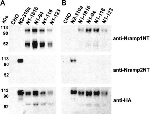 Figure 3. Immunoblot detection of cell-surface biotinylated Nramp1HA in independent CHO transfectants. Membrane protein fractions were prepared from independent CHO transfectants stably expressing Nramp1HA (N1-94, N1-116, N1-123, N1-1816) or Nramp2HA (N2-310a) and from CHO controls. These proteins (10 μg/lane) were analyzed by immunoblotting with affinity-purified rabbit polyclonal anti–Nramp1NT or anti–Nramp2NT, or with monoclonal anti–HA antibodies (panel A). In panel B, the cell lines were labeled by surface biotinylation (as described in “Materials and methods”), and biotinylated proteins captured with streptavidin-agarose beads were analyzed by immunoblotting with affinity-purified rabbit polyclonal anti–Nramp1NT or anti–Nramp2NT antibodies, or monoclonal anti–HA antibodies. The size of the molecular mass markers is shown to the left of the immunoblots.