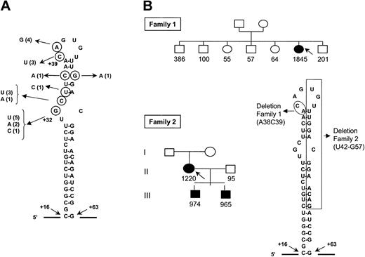 Figure 1. Point mutations and deletions of the L ferritin iron responsive element found in this study. (A) Point mutations found in this study are shown on the nucleotide sequence of the human L ferritin mRNA region corresponding to the iron responsive element. The number of unrelated patients carrying the same point mutation is indicated in parentheses. Numbering of the nucleotide is from the cap site of the mRNA. (B) Pedigrees of the 2 families in which a partial deletion of the IRE has been found are shown, and the nucleotides deleted in each family are boxed on the IRE sequence. Black symbols denote the presence of cataract. Numbers indicate serum ferritin values in μg/L and the arrow indicates the proband.