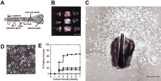 Figure 1. Emergence of round-shaped cells from HF specimens. (A) A schematic representation of the HF. (B) Vibrissal follicles isolated from adult C57BL/6 mice were dissected into 3 fragments before culturing in the presence of 5 hematopoietic growth factors. Scale bar represents 500 μm. (C-D) Typical microscopic views of 3-week-old HF cultures are shown in 2 different magnifications. Scale bars represent 250 μm (C) and 50 μm (D). (E) Upper (•), intermediate (▴), and lower fragments (▪) of vibrissal follicles and peripheral blood samples (○) were cultured for 7 weeks under the same conditions and examined every week under phase-contrast microscopy for the emergence of round-shaped cells. The data indicate cumulative frequencies of the cultures showing apparent expansion of round-shaped cells (n = 50 for each source). Results shown in this figure are representative of 3 independent experiments.