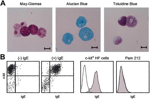 Figure 5. Morphology and IgE receptor expression. (A) Cytospin preparations of 4-week-old HF cultures were stained with the indicated dyes. Scale bars represent 10 μm. (B) The same samples were double-stained with anti–c-kit mAb and anti-IgE mAb after 30 minutes of incubation with or without IgE. (C) Data shown are the staining profiles with anti-IgE mAb within the c-kit+ populations of the HF cultures (left) and for Pam 212 keratinocytes (right) after preincubation with (closed histograms) or without (open histograms) IgE. Data shown are representative of 3 independent experiments.
