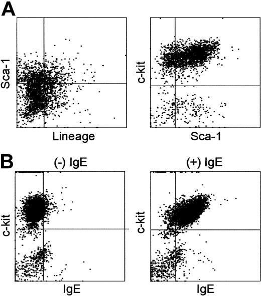 Figure 7. Surface phenotype of HF-derived leukocytes established in the presence of SCF alone. (A) Vibrissal follicles (intermediate fragments) were cultured for 8 weeks in the presence of 10 ng/mL SCF alone. Cells harvested from these cultures were stained for Lin, c-kit, and Sca-1. Data shown are the expression profiles for Lin and Sca-1 in nongated populations (left) and for Sca-1 and c-kit in the Lin– populations (right). (B) The same preparations were stained with anti–c-kit mAb and anti-IgE mAb after 30 minutes of preincubation in the presence or absence of IgE. Three HF-derived leukocyte cultures established independently in the presence of SCF alone all showed virtually indistinguishable surface phenotypes.
