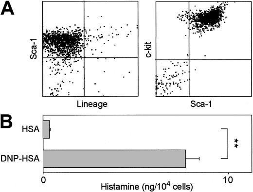 Figure 8. Characterization of long-term mast cell lines established from HFs. (A) HF-derived leukocyte cultures were maintained and expanded in the presence of 5 added growth factors by repeated passages of loosely adherent cells (released from underlying fibroblast layers by gentle pipetting) to new culture plates. Cells harvested from 6-month-old cultures were stained for Lin, c-kit, and Sca-1. Data shown are the expression profiles for Lin and Sca-1 in nongated populations (left) and for Sca-1 and c-kit in the Lin– populations (right). (B) The same preparations were examined for histamine release (means ± SD from triplicate samples) after pulsing with anti–DNP-IgE, followed by challenge with DNP-HSA or HSA alone. Statistically significant differences are indicated with asterisks (**P < .01). Data shown are representative of 2 different 6-month-old mast cell lines.