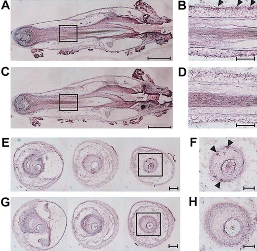 Figure 9. Detection of c-kit+ cells in HF structures. Vertical sections (A-D) or cross-sections (E-H) of freshly isolated vibrissal follicles were stained with anti–c-kit mAb (A-B,E-F) or an isotype-matched control IgG (C-D,G-H). The fields indicated with boxes on the left panels are shown in higher magnifications on the right panels. Arrowheads indicate c-kit+ cells, and scales bars represent 250 μm (A,C); 100 μm (E,G); or 50 μm (B,D,F,H). Images shown in this figure are representative of 5 independent experiments.