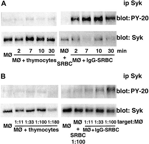 Figure 2. Apoptotic cell phagocytosis is not associated with Syk activation. (A) Mouse peritoneal macrophages were incubated with apoptotic thymocytes (left) or IgG-SRBCs (right) for the indicated times at 37°C at a macrophage-target ratio of 1:20. (B) Rat alveolar macrophages were incubated with increasing amounts of apoptotic thymocytes (left) or IgG-SRBCs (right) for 7 minutes at 37°C. Incubations were terminated by addition of lysis buffer and lysates were subjected to immunoprecipitation and immunoblotting as described in “Materials and methods.” In panels A and B, immunoblots in upper panels represent phosphorylated Syk detected with antiphosphotyrosine antibody, and those in lower panels, the amounts of Syk protein evaluated with anti-Syk antibody. Results are representative of 3 separate experiments.