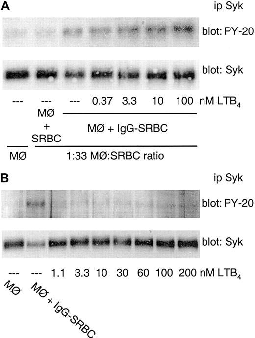 Figure 3. FcγR-mediated Syk activation is enhanced by exogenous LTB4. (A) Rat alveolar macrophages were pretreated with the indicated concentrations of LTB4 for 2 minutes prior to the addition of IgG-SRBCs (1:33 ratio) and then incubated for 7 minutes at 37°C. (B) Rat alveolar macrophages were incubated for 9 minutes at 37°C with the indicated concentrations of LTB4. The cells also were incubated in absence (negative control) or in presence of IgG-SRBCs (1:33 ratio; positive control). Incubations were terminated by addition of lysis buffer, and lysates were subjected to immunoprecipitation and immunoblotting as described in “Materials and methods.” In panels A and B, immunoblots in upper panels represent phosphorylated Syk detected with antiphosphotyrosine antibody, and those in lower panels, the amounts of Syk protein evaluated with anti-Syk antibody. Results are representative of 3 separate experiments.