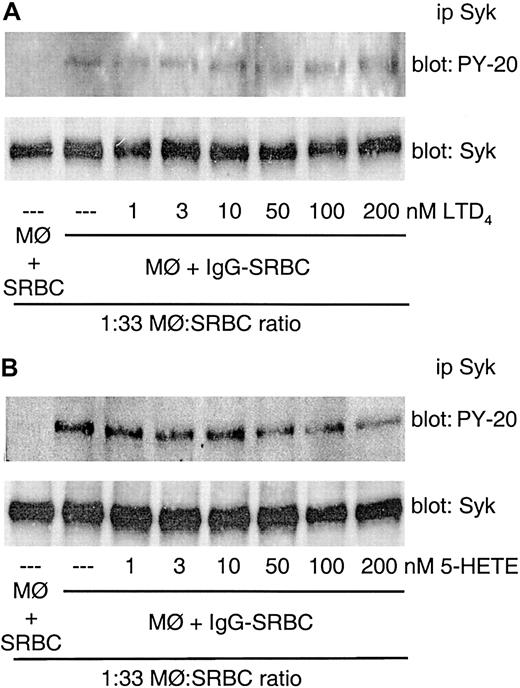 Figure 4. FcγR-mediated Syk activation is not enhanced by other 5-LO–derived products. Rat alveolar macrophages were pretreated with the indicated concentrations of LTD4 (A) or 5-HETE (B) for 2 minutes prior to the addition of IgG-SRBCs (1:33 ratio) and then incubated for 7 minutes at 37°C. Incubations were terminated by addition of lysis buffer, and lysates were subjected to immunoprecipitation and immunoblotting as described in “Materials and methods.” In panels A and B, immunoblots in upper panels represent phosphorylated Syk detected with antiphosphotyrosine antibody, and those in lower panels, the amounts of Syk protein evaluated with anti-Syk antibody. Results are representative of 2 separate experiments.