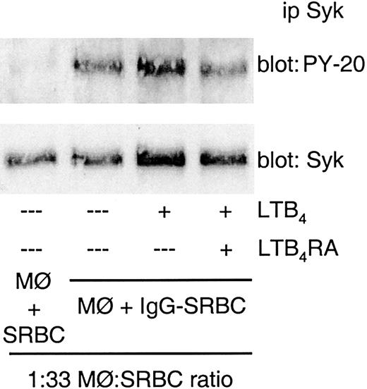 Figure 5. Amplification of FcγR-induced Syk activation by LTB4 is receptor mediated. Rat alveolar macrophages were pretreated with LTB4RA (LY 292476) at 1 μM for 10 minutes prior to the addition of LTB4 (10 nM). Two minutes after LTB4 treatment, the cells were challenged with IgG-SRBCs (1:33 ratio) and then incubated for 7 minutes at 37°C. Incubations were terminated by addition of lysis buffer, and lysates were subjected to immunoprecipitation and immunoblotting as described in “Materials and methods.” Immunoblots in upper panels represent phosphorylated Syk detected with antiphosphotyrosine antibody, and those in lower panels, the amounts of Syk protein evaluated with anti-Syk antibody. Results are representative of 2 separate experiments.