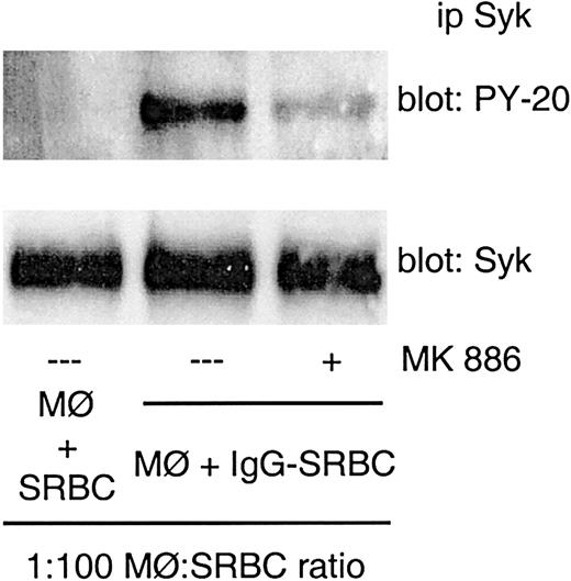 Figure 7. Effect of MK 886 on FcγR-induced Syk activation. Rat alveolar macrophages were pretreated with MK 886 at 1 μM for 10 minutes prior to IgG-SRBC challenge (1:100 ratio) and then incubated for 7 minutes at 37°C. Incubations were terminated by addition of lysis buffer, and lysates were subjected to immunoprecipitation and immunoblotting as described in “Materials and methods.” Immunoblots in upper panels represent phosphorylated Syk detected with antiphosphotyrosine antibody, and those in lower panels, the amounts of Syk protein evaluated with anti-Syk antibody. Results are representative of 3 separate experiments.