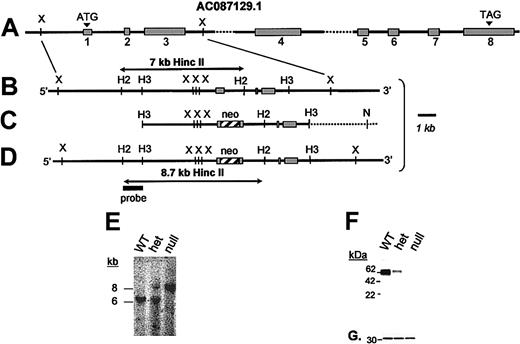 Figure 1. GP VI gene structure and targeted disruption. (A) The mouse GP VI gene is schematically presented as it spans a portion of GenBank Accession no. AC087129.1. Based on an alignment of the mouse GP VI cDNA sequence and genomic sequence, 8 exons (▦) and introns were identified. By sequence alignment with the human GP VI cDNA, a putative initiating Met codon (ATG) is shown in exon 1. (B) An expanded region of the wild-type mouse GP VI gene containing exons 1 to 3 is shown. (C) A 9-kb HindIII restriction fragment spanning exons 1 to 3 was subcloned into a pBS/KS-vector and altered via site-directed mutagenesis to place a stop codon (TGA) immediately 3′ to the initiating Met codon followed by an XhoI restriction site. Following successful mutagenesis a neocassette was cloned within the exon 1 sequence using the restriction site created during mutagenesis. (D) Successful homologous recombination in mouse ES cells results in the replacement of a 7-kb HincII restriction fragment with an 8.7-kb HincII fragment. (E) Germ line transmission of the ES cell genotype was obtained producing GP VIhet mice. The breeding of GP VIhet mice produced the expected 3 genotypes and shown is a representative Southern blot of each of the genotypes revealing the wild-type GP VI gene (7 kb) and the targeted allele (8.7 kb). (F) A mouse monoclonal antibody recognizing both human and mouse GP VI proteins was used to verify the lack of the GP VI polypeptide in platelet lysates from GP VInull mice. Shown is a Western blot of platelet lysates from each of the 3 genotypes. A gene dosage effect of GP VI levels is seen as a consequence of the altered GP VI allele. (G) The same filter was reprobed with an anti–14-3-3ζ polyclonal antibody to confirm the presence of platelet proteins in each lane.