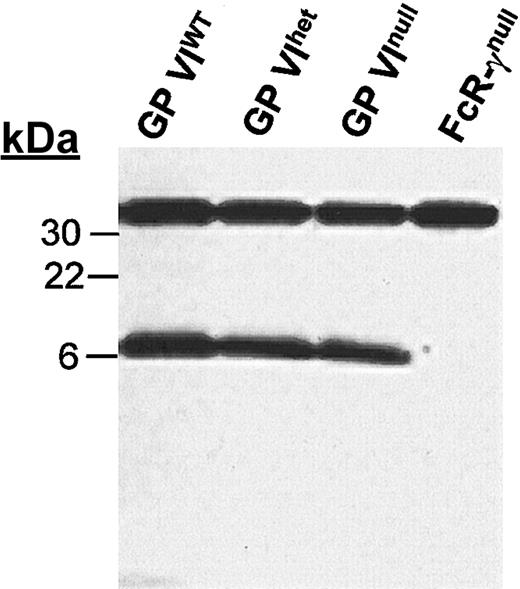 Figure 2. FcR-γ levels in the absence of GP VI. Mouse platelet lysates were separated on a 4% to 20% SDS-PAGE gel under reducing conditions and immunoblotted with anti–FcR-γ chain antiserum. The same membrane was subsequently reacted with an anti–14-3-3ζ polyclonal antibody to document the approximate protein load for each lane. Both antibodies were detected by HRP goat antirabbit IgG and an enhanced chemiluminescence detection system. Also shown for comparison is the platelet lysate from FcR-γnull platelet lysates. The 14-3-3ζ is seen at 32 kDa and FcR-γ is seen at 7 kDa.