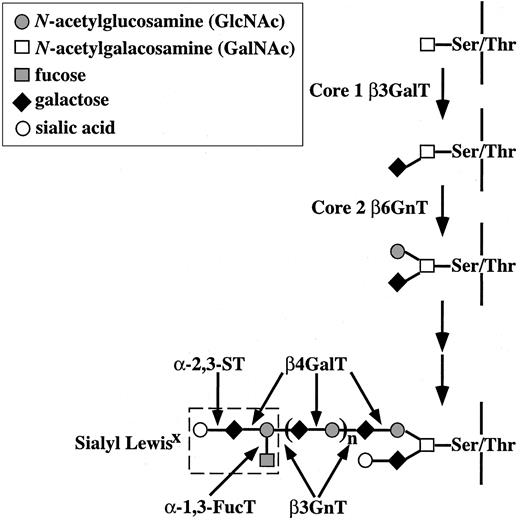 Figure 1. Biosynthesis of core 1 and core 2 O-glycans. Core 2 β6GnT generates a biantennary structure in O-glycans, and sLex is synthesized at the terminus of N-acetyl lactosamine disaccharide repeats on the core 2 branch. Core 1 β3GalT, core 1 β-1,3-galactosyltransferase; core 2 β6GnT, core 2 β-1,6-N-acetylglucosaminyltransferase; β4GalT, β-1,4-galactosyltransferase; α-1,3-FucT, α-1,3-fucosyltranferase; α-2,3-ST, α-2,3-sialyltransferase; β3GnT, β-1,3-N-acetylglucosaminyltransferase (i-extension enzyme).