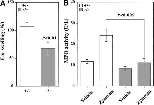 Figure 6. Neutrophil trafficking during acute inflammation. (A) Zymosan-induced dermatitis. Earlobes of β4GalT-I+/– (□; n = 8) and β4GalT-I–/– (▦; n = 10) mice were injected subcutaneously with zymosan (right ear) or saline (left ear), and the weight of each earlobe disk was measured after 8 hours. Ear swelling was calculated as described in “Materials and methods.” (B) MPO activity in the earlobe homogenates was measured. Data are presented as means ± SEM.