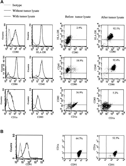 Figure 5. Tumor lysate stimulates DC maturation and activation. (A) Surface expression of CD1a, CD40, CD80, CD83, and CD86, known DC and activation markers, is shown after exposure of monocyte-derived DCs to tumor lysate. This maturation and activation was partially blocked by coating of monocyte-derived DCs with anti-CD91. There were no statistically significant differences in phenotypic markers of KS and non-KS monocyte-derived DCs. (B) Surface expression of CD91 before and after the addition of tumor lysate was compatible with the presence of HSPs in the preparation. Percentages indicate percentage of cells in the upper right quadrant of each plot.