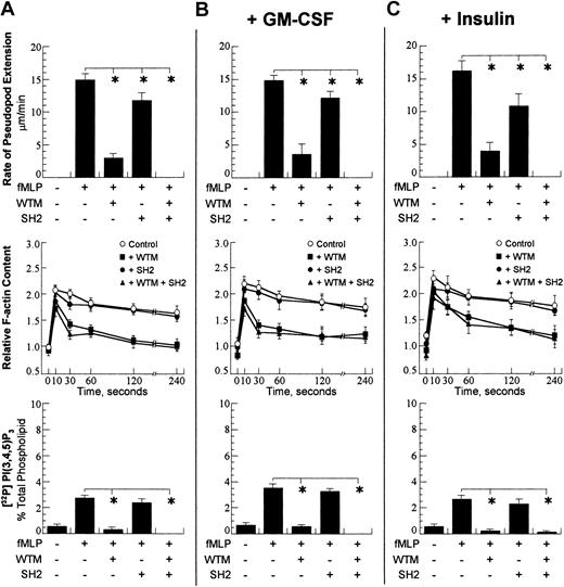 Figure 2. Cellular responses after activation with 100 nM fMLP. A concentration of 10–7 M chemoattractant was chosen. (A) Rate of pseudopod extension (top row), relative cellular F-actin (middle row), and total cellular PtdIns(3,4,5)P3 (bottom row) were performed as detailed in “Materials and methods.” The presence and absence of chemoattractant (fMLP), wortmannin (WTM), and PI3K-SH2-OMT (SH2) is denoted with (+) and (–). The wortmannin concentration was 1 μM, and the PI3K-SH2-OMT concentration was 50 μM. On the graph for the total F-actin content, open circles show the control (fMLP only); closed squares show the data for incubation with wortmannin; closed circles are the data for incubation with PI3K-SH2-OMT; and closed triangles are the data for simultaneous incubation with wortmannin and PI3K-SH2-OMT. (B) Data for the same neutrophil responses as in panel A for cells pretreated for 30 minutes with 30 pM GM-CSF. (C) Data for the same neutrophil responses as in panel A for cells pretreated for 30 minutes with 320 μU/mL insulin. The data points for pseudopod extension are expressed as the mean ± SD of at least 10 cells. For total cellular F-actin content and total PtdIns(3,4,5)P3, the samples were run in triplicate, and the data are expressed as the mean ± SD. *P < .01.