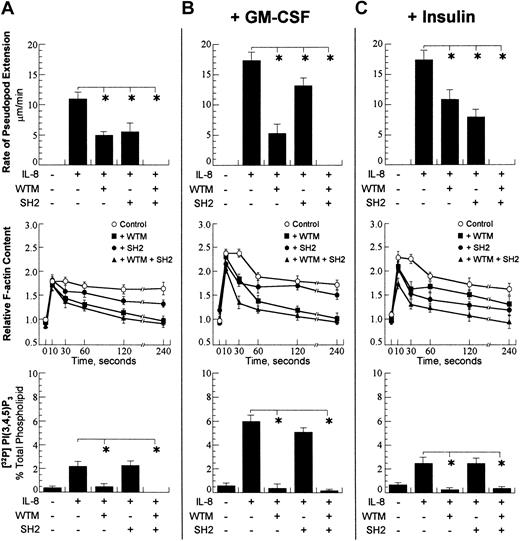 Figure 3. Cellular responses after activation with 100 nM IL-8. A concentration of 10–7 M chemoattractant was chosen. (A) Rate of pseudopod extension (top row), relative cellular F-actin (middle row), and total cellular PtdIns(3,4,5)P3 (bottom row) were performed as detailed in “Materials and methods.” The presence and absence of chemoattractant (fMLP), wortmannin (WTM), and PI3K-SH2-OMT (SH2) is denoted with (+) and (–). The wortmannin concentration was 1 μM, and the PI3K-SH2-OMT concentration was 50 μM. On the graph for the total F-actin content, open circles show the control (fMLP only); closed squares show the data for incubation with wortmannin; closed circles are the data for incubation with PI3K-SH2-OMT; and closed triangles are the data for simultaneous incubation with wortmannin and PI3K-SH2-OMT. (B) Data for the same neutrophil responses as in panel A for cells pretreated for 30 minutes with 30 pM GM-CSF. (C) Data for same neutrophil responses as in panel A for cells pretreated for 30 minutes with 320 μU/mL insulin. The data points for pseudopod extension are expressed as the mean ± SD of at least 10 cells. For total cellular F-actin content and total PtdIns(3,4,5)P3, the samples were run in triplicate, and the data are expressed as the mean ± SD. *P < .01.
