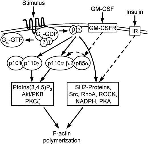 Figure 5. Model for signaling of cytoskeletal F-actin polymerization. Gβγ released after GPCR ligation activates PI3K-dependent and PI3K-independent pathways of F-actin polymerization. The PI3K pathway may involve the class IA PI3Ks, which are primed (dashed arrow) with GM-CSF via p85 phosphorylation. The PI3K-pathway is also dependent on Akt/PKB and PKC-ζ.25 The PI3K-independent pathway is primed with insulin (dashed arrow) via an unknown mechanism, which does not require PI3K activation. The PI3K-independent pathway is dependent on Src tyrosine kinases, RhoA, Rho-associated kinase (ROCK), NADPH oxidase, and PKA.25 The inhibition of this pathway by PI3K-SH2-OMT shows that it is dependent on an unspecified SH2 domain protein (Figures S1-S3).