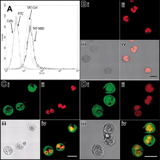 Figure 2. Transduction of TAT-FITC assayed by flow cytometry and confocal microscopy. Transduction of TAT-NBD and TAT-Ctrl peptides was studied by flow cytometry (A) and confocal microscopy (B-D). (A) Isolated neutrophils were incubated with buffer, free FITC, FITC-labeled TAT-Ctrl, or FITC-labeled TAT-NBD (5 μm) for 20 minutes at 37°C. Flow cytometry shows that both the FITC-labeled TAT-NBD and the TAT-Ctrl peptides stained almost 100% of the cells. For confocal microscopy, live cells were treated with the indicated peptides and control FITC (green; Bi,Ci,Di), washed once, and incubated in the live-cell DNA dye DRAQ5 (red; Bii,Cii,Dii). Samples were immediately analyzed by confocal microscopy without fixation. The images demonstrate that TAT-NBD (C) and TAT-Ctrl (D) localize throughout the cytoplasm and the nucleus, whereas free FITC (B) does not transduce into cells. In each case, an overlay image is shown at the bottom right-hand side (Biv,Civ,Div). To better visualize the localization of the TAT-Ctrl and TAT-NBD, only the green and red channels were overlaid. TAT peptides are taken up into the cytoplasm and nucleus and accumulate to a lower extent in chromatin dense areas. Scale bars correspond to 50 μm in the upper panels (i-ii) and 10 μm in the lower panels (iii-iv).