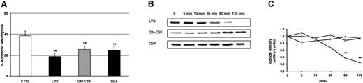 Figure 3. Delay of PMN apoptosis by LPS, GM-CSF, and DEX, and LPS-induced degradation of IκBα. (A) Samples were incubated with buffer control, 100 ng/mL LPS, 20 ng/mL GM-CSF, and 10–7 M DEX. Cells were harvested after 20 hours, permeabilized in ethanol, stained with propidium iodide, and assayed by flow cytometry. These experiments indicate significantly delayed apoptosis by LPS, GM-CSF, and DEX (n = 6, **P < .01). The values represent mean ± SEM. (B) The effect of 100 ng/mL LPS, 20 ng/mL GM-CSF, and 10–7 M DEX on IκBα degradation was studied by Western blot (n = 3). PMNs were harvested at the indicated time points; cytoplasmic extracts were prepared and analyzed for IκBα. (C) For densitometric analysis of the IκBα expression, the optical density value of the first band (time point 0 minutes) was set 1.0 and the following time points represent the relative changes of IκBα intensity. Only LPS led to a significant degradation of IκBα after 60 and 120 minutes (**P < .01). ⋄ indicates LPS; ○, GM-CSF; and ▵, DEX.