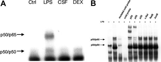 Figure 4. LPS, but not GM-CSF or DEX, led to NF-κB–binding activity. (A) PMNs were either left untreated or treated with 1 μg/mL LPS, 20 ng/mL GM-CSF (CSF), or 10–7 M DEX for 60 minutes; nuclear extracts were prepared and analyzed by EMSA using an H2K-binding site probe for NF-κB (n = 3). Only LPS increased NF-κB–binding activity in PMNs. The amount of nuclear extract used for the binding reaction was 5 μg protein for all samples. (B) Specificity of the bands was assessed by competition with a cold probe versus a mutated cold probe and supershift experiments. A 20-fold excess of unlabeled NF-κB probe and mutated cold probe and 5 specific antibodies against the family of the different members of the NF-κB family and one irrelevant antibody were added to nuclear extracts before incubation with labeled NF-κB oligonucleotide probe (n = 3). Two specific bands could be identified: the lower band as the p50/p50 homodimer and the upper band as the p50/p65 heterodimer.