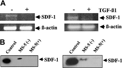 Figure 2. Effect of prolonged exposure of BM stromal cells to TGF-β 1 on SDF-1 expression. (A) MS-5 (left) or NIH-3T3 (right) cells were incubated for 3 days in the absence (–) or in the presence (+) of TGF-β 1, with the addition of this cytokine (2 ng/mL) every 24 hours. Cells were lysed and subjected to RT-PCR analysis using SDF-1 or β -actin primers, as described for Figure 1. (B) MS-5 cells were treated for 3 days as described in panel A, without (–) or with (+) TGF-β 1. Supernatants (left) and cell lysates (right) were subjected to Western blot using anti–SDF-1α antibodies. Recombinant SDF-1 (50 ng) was used as control.