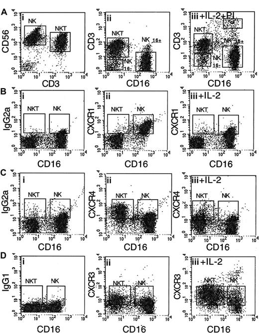 Figure 1. Regulation of the expression of chemokine receptors CXCR1, CXCR3, and CXCR4 on purified CD56+CD16+ NK and CD56+CD3+ NK T cells. (A) (i) CD56+ cells were purified from peripheral blood lymphocytes. (ii) Three major subpopulations of CD56+ NK cells were found: CD56+CD3+CD16– NK T cells (35%), CD56+CD16+CD3– NK cells (60%), and CD56+CD16–CD3– NK cells (5%). (B) CD56+CD16+ NK cells, but not NK T cells, express CXCR1 (ii); after 48 hours' incubation with IL-2 (1000 IU/mL), the cell-surface expression of CXCR1 is down-regulated (iii). (C) CD56+CD3+ NK T cells, but not NK cells, express high levels of CXCR4 (ii); after 48 hours' incubation with IL-2, the cell-surface expression of CXCR4 is down-regulated on both types of cells (iii). (D) NK and NK T cells express low levels of CXCR3 (ii); after 48 hours' incubation with IL-2, the cell-surface expression of CXCR3 is up-regulated on both NK and NK T cells (iii). IgG2APE and IgG1PE were used as control antibodies (panels Bi, Ci, and Di).