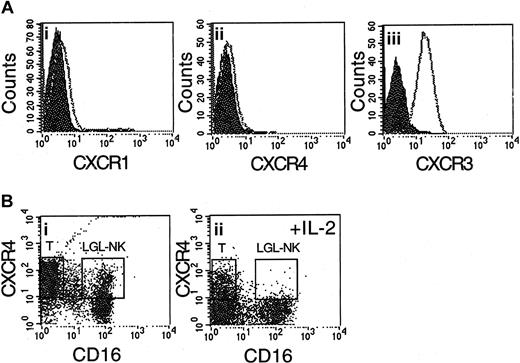 Figure 2. CD56+CD16+ NK cell lines, as well as LAK cells, do not express the chemokine receptor CXCR4. (A) CD56+CD16+ cells grown in the presence of IL-2 (50-100 IU/mL) for 4 weeks (NK cell lines) do not express the chemokine receptors CXCR1 (i) and CXCR4 (ii), but do express the chemokine receptor CXCR3 (iii). (B) After activation with a supraphysiologic concentration of IL-2 (1000 IU/mL), the major effector population of LAK cells, CD56+CD16+ large granular lymphocytes (LGLs) as well as T cells, down-regulate CXCR4 expression (ii). Staining of control resting lymphoid cells with antibodies against CXCR4 and CD16 is shown in panel i.