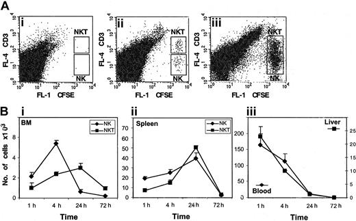 Figure 4. Twenty-four hours after transplantation, NK and NK T cells accumulate in the spleen and BM, but not in the blood or liver, of NOD/SCID mice. CD56+ cells loaded with the fluorescent dye CFDA SE were injected into the tail veins of NOD/SCID mice. At 1, 4, 24, and 72 hours after injection, cells from the BM, spleen, liver, and blood were isolated. (A) The numbers of CD3+ NK T cells and NK cells in the BM (ii) and spleen (iii) were counted by FACS. Cells from the BM of uninjected mice are shown as a control (i). (B) The kinetics of homing (1 and 4 hours) and accumulation (24 and 72 hours) of NK and NK T cells detected in the BM (i) and spleen (ii). The presence of CD56+ cells in the blood and liver of injected mice is shown in panel iii. The results represent the average of 3 independent experiments ± SE.