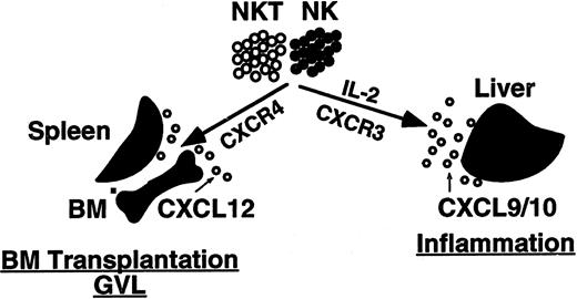 Figure 7. Model for trafficking of NK and NK T cells in vivo. Under normal conditions, the homing of NK and NK T cells to the BM is Gαi- and CXCR4-dependent. The homing of NK and NK T cells to the BM is important for both BM transplantation and the GVL effect. Upon activation with IL-2, NK and NK T cells up-regulate the cell-surface expression of the receptor CXCR3 and down-regulate the expression of CXCR4. This may direct the cells to sites of inflammation, such as virally infected livers, where the chemokines CXCL9 and CXCL10 are highly expressed.