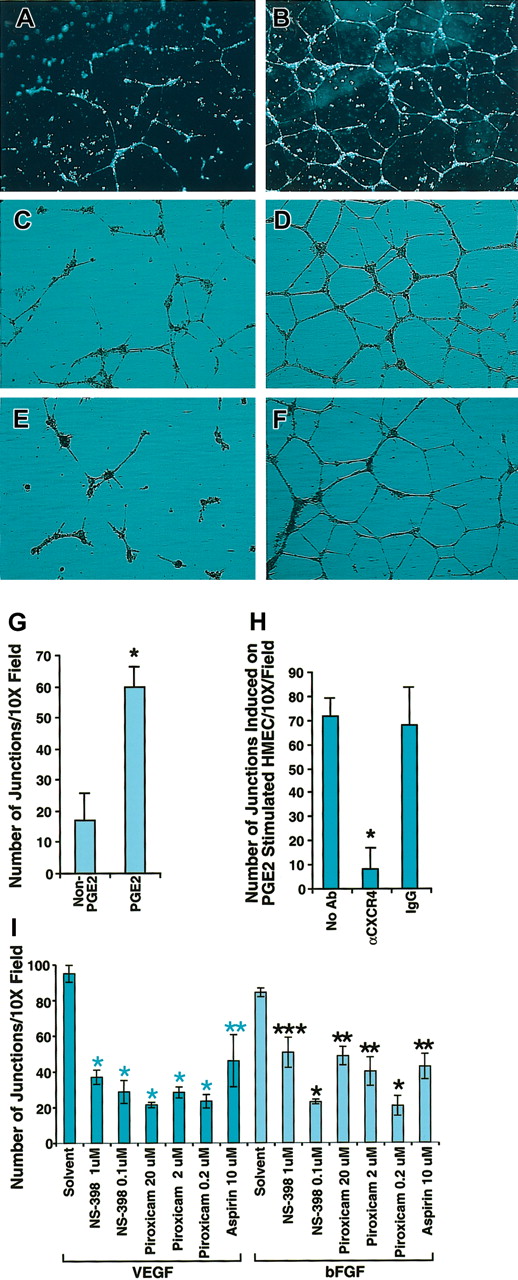 Figure 5. Blocking CXCR4 inhibited PGE2-induced tubular formation by HMECs. (A-B) HMECs were stimulated with VEGF (10 ng/mL) and bFGF (50 ng/mL) for 24 hours, and then tubular formation assay was performed on Matrigel in the presence (B) or absence (A) of SDF-1α. (C-D) Nonstimulated HMECs were plated on SDF-1α–containing Matrigel with (D) or without PGE2 (C). As depicted by the figure, PGE2 enhanced tubular formation. (E-F) PGE2-stimulated HMECs were plated on SDF-1α–containing Matrigel in the presence of anti-CXCR4 20 μg/mL (E) or control antibody (F). Microphotographs were taken at × 10 original magnification. (G-I) Effect of COX inhibitors on VEGF- and bFGF-induced tubular formation. Quantitation of the number of the junctions in at least 3 fields under different treatments was determined by using the Bioquant program. Statistical analysis was performed using ANOVA test. The data shown in panels G and H represent the mean + SEM of 3 experiments; *P < .005. Panel I shows one representative experiment of 2 performed; *P < .005; **P < .01; ***P < .05.