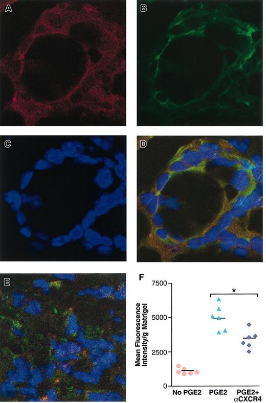 Figure 6. CXCR4 neutralization inhibits PGE2-mediated human endothelial cell organization and angiogenesis in vivo. (A-E) Confocal microscopy of human microvascular endothelial cells expressing CXCR4 and organizing into tubes in PGE2-containing (10–8 M final) Matrigel, 48 hours after in vivo implantation into SCID mice. Cells were stained with PE-conjugated mouse antihuman CD34, as a marker for human endothelial cells (red; A); CXCR4 expression was detected by using fluorescein-conjugated mouse antihuman CXCR4 (green; B); the nuclei were visualized by DAPI staining (blue; C); panel D is superimposed panels A-C. CXCR4 neutralization inhibits PGE2-induced endothelial cell organization in vivo (E). (F) Fluorometric quantitative analysis of the effect of CXCR4 neutralization on PGE2-mediated angiogenesis at the fifth day after implantation of human endothelial cells into SCID mice. FITC-dextran was used to assess the level of vascularity in Matrigel plugs, as described in “Materials and methods.” Fluorometric quantification of the dextran fluorescence intensity obtained per 100 mg Matrigel implants. The mean + SEM of a representative of 2 independent experiments is shown. *P < .01. Original magnification A-E, × 300.