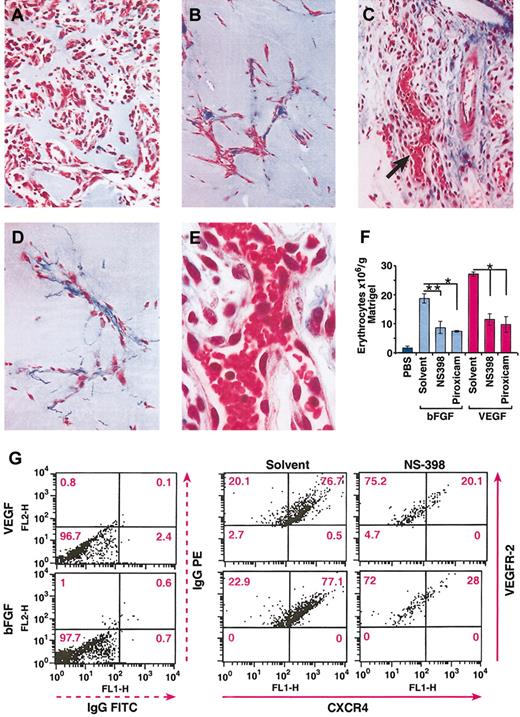 Figure 7. In vivo inhibition of VEGF- and bFGF-induced angiogenesis by NS398 and piroxicam. (A-E) Histologic sections of Matrigel plugs after 9 days after implantation, and stained with Masson trichrome. bFGF (50 ng/mL; A) and VEGF (10 ng/mL; C) were used as angiogenic stimuli. NS-398 was injected daily at 3 mg/kg in mice bearing Matrigel plugs containing bFGF (B), or VEGF (D). Photographs were taken at × 150 original magnification. (E) High magnification (original magnification, × 300) of panel C, as indicated by the arrow. (F) The level of angiogenesis in the Matrigel plugs was determined by quantitation of the total number of erythrocytes contained in the Matrigel. The mean + SEM of 2 experiments are shown; *P < .001; **P < .05. (G) Inhibition of CXCR4 expression by NS-398 on murine endothelial cells. The in vivo experiments and the isolation of the endothelial cells were performed as described in “Materials and methods.” The dot plots indicate the MFI of CXCR4 (FL1) and VEGFR-2 (FL2). The percentage of CXCR4+ cells is indicated in each quadrant. The data represent one representative of 2 experiments.
