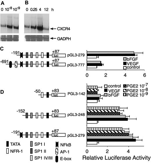 Figure 8. Transcriptional activation of CXCR4 by PGE2. (A) HMECs were stimulated with physiologic PGE2 levels for 1 hour. Thereafter, CXCR4 mRNA expression was determined. (B) HMECs were stimulated with 10–9 M of PGE2 at indicated time points and CXCR4 mRNA expression was analyzed. Glyceraldehyde-3-phosphate dehydrogenase (GADPH) was used as control. A representative experiment of 2 is shown. (C) A schematic representation of reporter gene constructs containing the CXCR4 promoter region –691 bp up to +87 bp is provided, which shows the presence of consensus DNA-binding elements for several transcription factors. Controls consisted of the basic PGL3 vector containing the appropriate construct transfected into primary HMECs, in the presence or absence of PGE2, VEGF, or bFGF. The promoter activity for each construct after different stimulus is shown as normalized dual luciferase activity. The largest construct (pGL3-777) exhibited very little activity in response to different stimuli. The construct –191 to +87 (pGL3 279) yielded a 4-to 5-fold increase in activity after stimulation with VEGF, bFGF, and PGE2. (D) Sp1-binding sites are essential for induction of CXCR4 by VEGF, bFGF, and PGE2. Deletion studies were performed using the pGL3 279 construct as template; a construct with the NF-κB DNA-binding element deleted (pGL3 248) but containing the 3 Sp1-binding sites exhibited very similar responses to the construct pGl3 279. The smallest construct –50 to +83 (pGL3 142), which lacks the 3 Sp1-binding sites, showed virtually no response to any stimuli. The experiments depicted in this figure were performed several times. The bars represent SEM of 3 experiments, in which samples were run in triplicate.