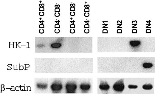Figure 5. HK-1 and SubP expression in various subsets of thymocytes. Three CD44/CD25 sortings of DN cells and 2 CD4/CD8 sortings of total thymocytes were performed. RNA was prepared from sorted cells and reverse transcribed. Two rounds of nested PCR were performed, and the products were then detected with corresponding cDNA probes. Results from a representative set of sorted thymocytes are presented.