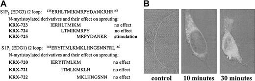 Figure 1. Screening of synthetic peptides derived from the second intracellular (i2) loops of S1P1 and S1P3. (A) Sequences of i2 loop–derived peptides and their activities in aortic ring assay. (B) Penetration into the cell. HUVECs were incubated with biotin-tagged KRX-725 for 10 and 30 minutes. Nonbiotinilated KRX-725 was used as control. Fixed and permeabilized cells were reacted with FITC-conjugated extravidin. Visualization was done using confocal microscope (axiovert M135; Zeiss). Micrographs were taken under × 63 objective.