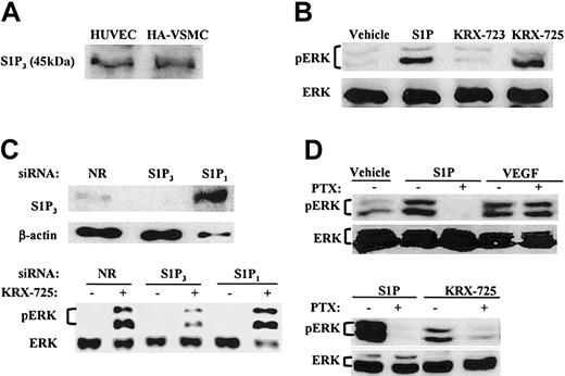 Figure 2. KRX-725 and S1P induce Gi-dependent ERK phosphorylation in human endothelial and vascular smooth muscle cells. (A) Expression of S1P3 in HA-VSMCs and HUVECs. Lysates of cells were subjected to Western blotting with anti-EDG3 NT antibody. (B) Levels of phosphorylated ERK1/2 (pERK) and ERK2 (ERK) in HA-VSMCs exposed to either S1P (1 μM, 10 minutes), the control peptide KRX-723 (20 μM, 3 hours), KRX-725 (20 μM, 3 hours), or vehicle (0.1% DMSO, 3 hours). (C) Effect of siRNAs directed against the sequence of S1P1 or S1P3 on ERK phosphorylation induced by KRX-725. HUVECs were transfected with S1P1, S1P3, and nonrelevant (NR) 21-nucleotide siRNA. ERK phosphorylation was detected following overnight starvation and KRX-725 stimulation (20 μM, 1 hour). S1P3 protein level was assessed in the same assay conditions. (D) Phospho-ERK1/2 and ERK1/2 levels in HUVECs exposed to vehicle (0.1% DMSO, 3 hours), S1P (1 μM, 10 minutes), VEGF (10 ng/mL, 10 minutes), or KRX-725 (20 μM, 3 hours). Samples were preincubated with PTX (500 ng/mL) 3 hours prior to addition of the stimulant. Cell lysates were subjected to Western blotting with antiphospho-ERK (pERK) and reprobed with anti-ERK2 (ERK) antibodies.