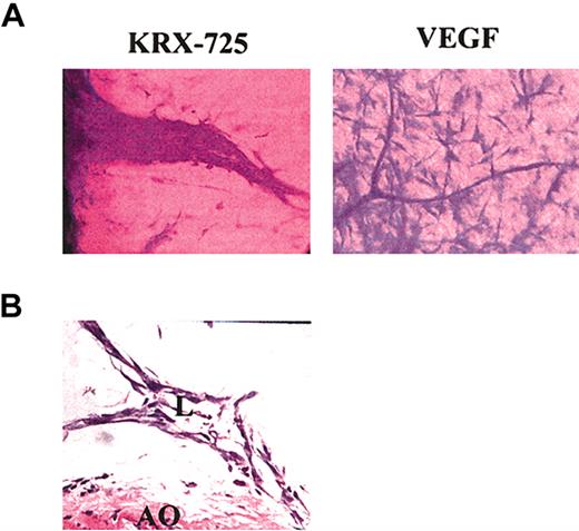 Figure 5. Detailed structure of sprouts induced by KRX-725. (A) Sprouts induced by KRX-725 (20 μM) or VEGF (25 ng/mL) in Sprague-Dawley rat aortic rings. After 10 days, the rings were fixed with formaldehyde, stained with crystal violet (0.02%), and examined microscopically. Representative micrographs of 6 repeats are depicted. (B) H&E staining of cross-section (5 μm) of paraffin-blocked BALB/c aortic rings incubated with KRX-725 (20 μM, 7 days). Micrographs were taken under × 40 objective. L indicates lumen; AO, aortic ring.