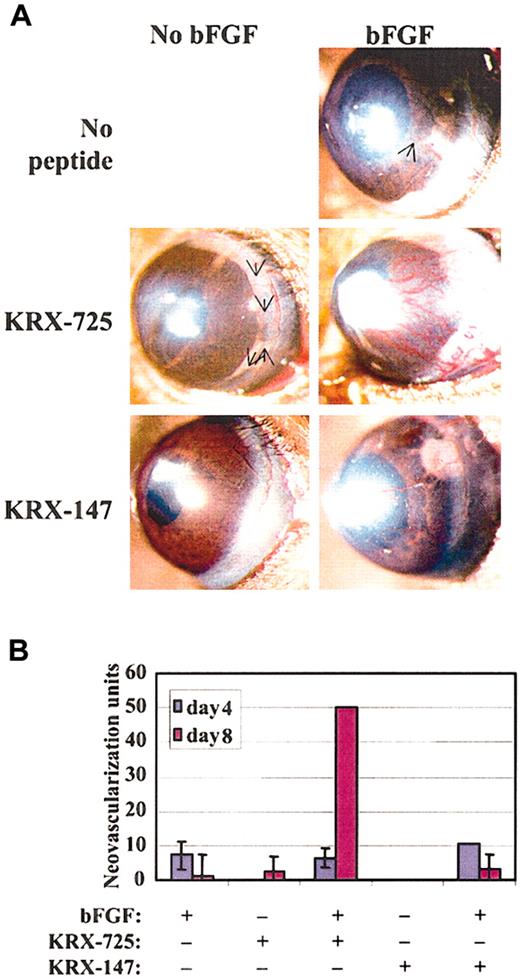 Figure 9. Synergistic effect of KRX-725 and bFGF in the corneal pocket assay. (A) Hydron pellets containing bFGF (80 ng), KRX-725 (10 μg), or myristoylated control peptide (10 μg) were implanted into micropockets within the corneas of C57BL/6 mice. Blood vessel formation was assessed by stereoscopy. Angiogenic response after 8 days is presented (representative pictures from 4 repeats in each experimental group). Arrows indicate weakly visible vessels. (B) Quantitation of the response at days 4 and 8 after implantation, using the formula (vessel length) × (clock hour of vessel sprouting from limbus) × 2 π/(pellet distance from limbus).