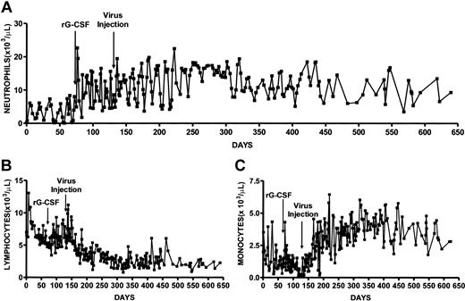 Figure 2. Serial blood cell counts of gray collie before and after treatment with rG-CSF and lentivirus. After confirming that neutrophil counts were cycling we administered recombinant canine G-CSF at 1.5 μg per kg per day (day 71). On day 131, G-CSF administration was stopped and 109 IUs of lentivirus encoding canine G-CSF was injected intramuscularly. Shown are absolute neutrophil counts (A), lymphocytes (B), and monocytes (C).