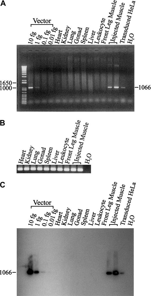 Figure 3. PCR and Southern blot of lentiviral vector from dog tissues. PCR of 500 ng genomic DNA was used to detect the lentiviral vector from a variety of tissues in the treated dog (A). The integrity of tissue genomic DNA was confirmed by PCR amplification of the canine β-actin gene (B). After visualization of the ethidium bromide stained bands, the same agarose gel was used to perform Southern blot analysis (C).