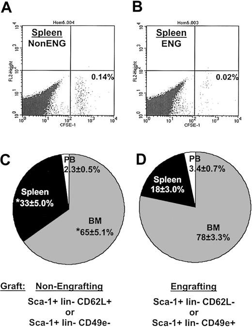 Figure 4. Increased trafficking of nonengrafting Sca-1+ lin- CD62L+ or Sca-1+ lin- CD49e- cells to spleen 20 hours after transplantation. In one representative experiment shown in panels A and B, irradiated mice (950 cGy) underwent transplantation with 8 × 104 CFSE-labeled Sca-1+ lin– CD49e– (non-ENG) or Sca-1+ lin– CD49e+ (ENG) cells, were killed 20 hours later, and CFSE-positive donor cells were detected flow cytometrically as described in “Materials and methods.” Dot plots illustrate increased frequency of non-ENG cells (A) in spleen compared with that of ENG cell transplants (B). (C-D) The distribution of total recovered graft cells in vivo when total recoveries in individual experiments were normalized to 100%. n = 10 in panel C and n = 11 in panel D. *P < .05 when compared with similar tissues in ENG cell transplants.