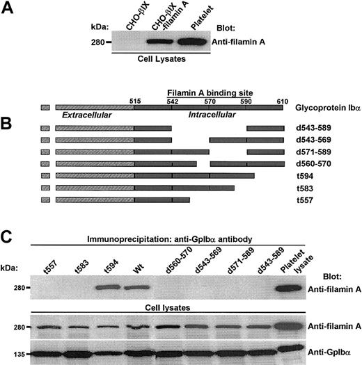 Figure 1. Filamin A binds to a discrete domain in the cytoplasmic tail of GpIbα. (A) Expression of human filamin A in CHO cells transduced with the cDNAs of GpIbβ, GpIX, and filamin A. (B) Constructs used to identify GpIbα's primary structural requirements for filamin A binding. (C) Several truncations and deletions N-terminal to residue 594 in GpIbα's cytoplasmic domain eliminate filamin A binding.